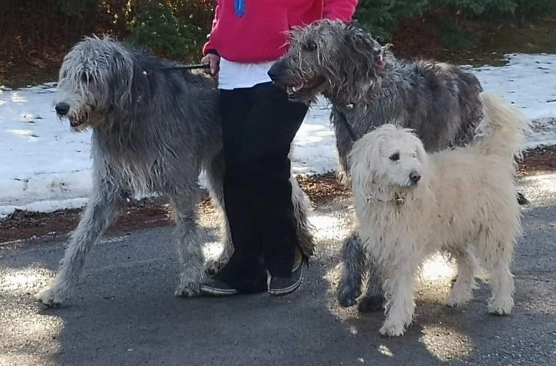 Gail Stewart's Dogs