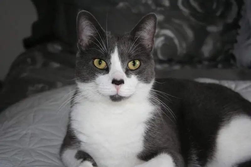 Jingles