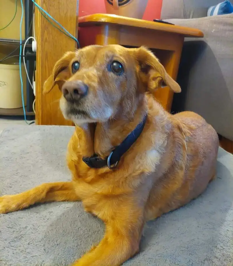 Naomi Head's Dog
